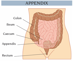 the function of vermiform appendix