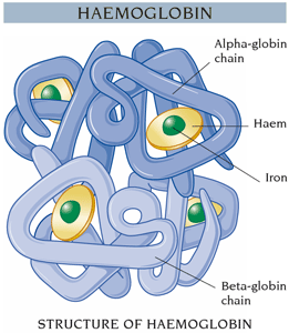 Structure of Hemoglobin